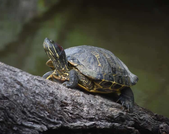 陸龜品種 陸龜品種