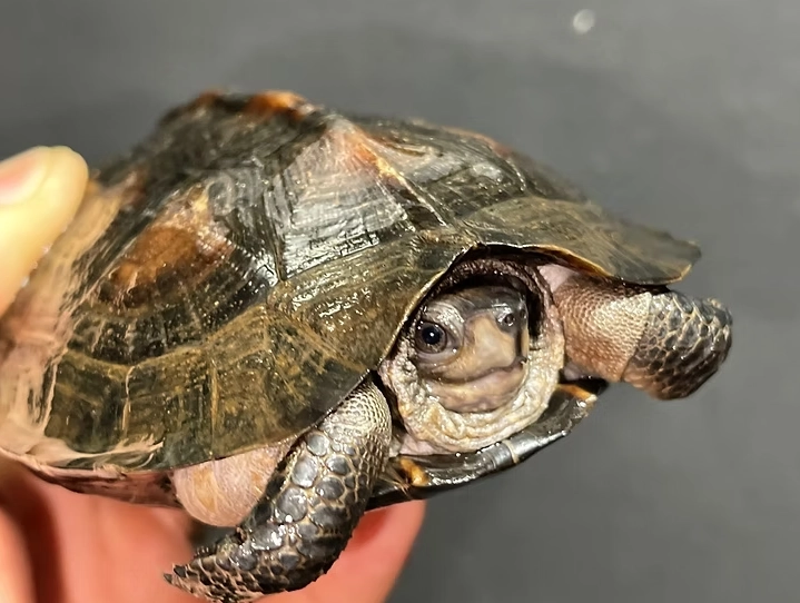 水龜飼養 水龜飼養
