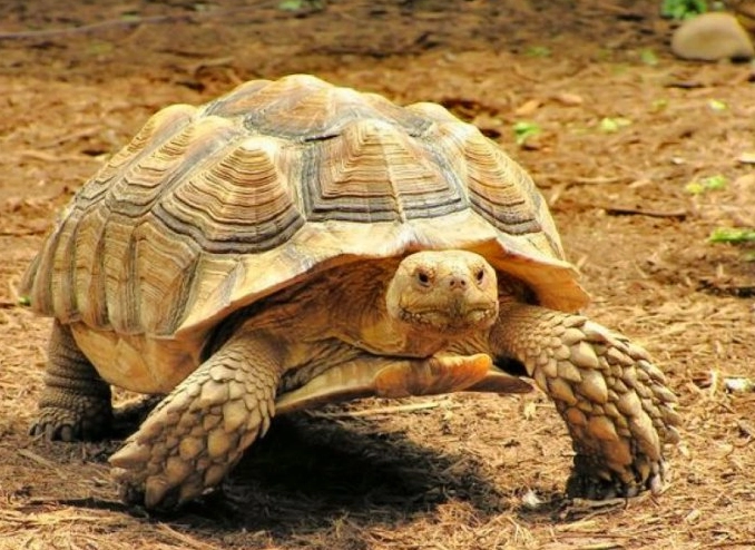 蘇卡達陸龜照顧