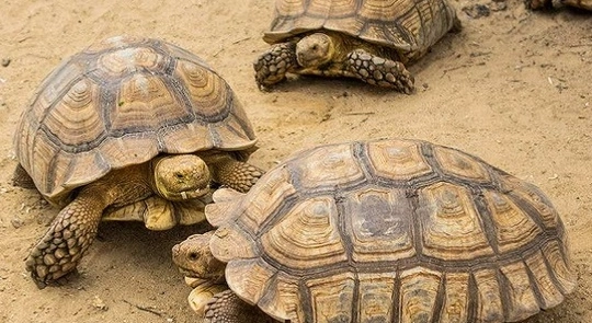 蘇卡達陸龜照顧