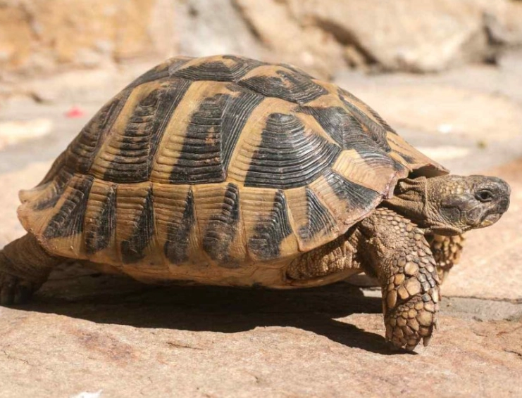 赫曼陸龜 飼養 指南