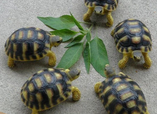 香港 寵物龜 購買