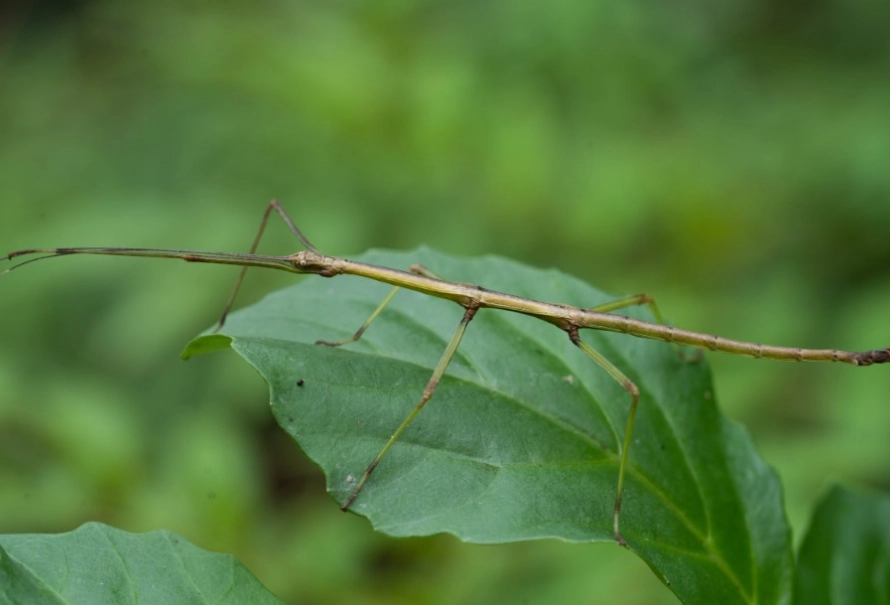 竹節蟲死亡原因