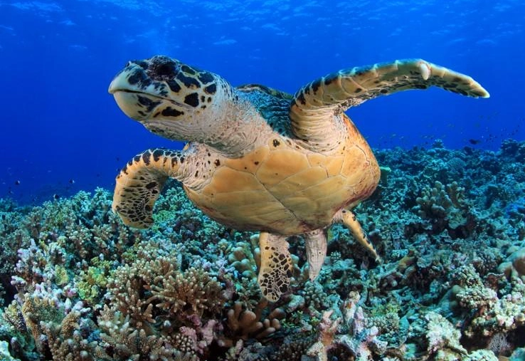 烏龜可以活多久