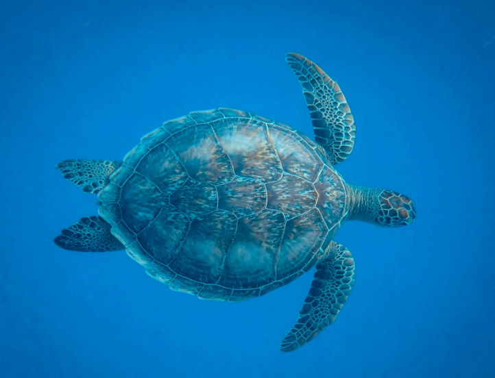 海龜可以活多久