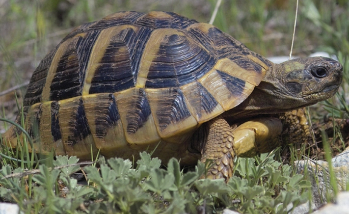 赫曼陸龜 飼養 指南