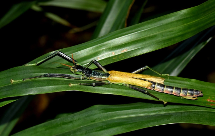 竹節蟲死亡原因