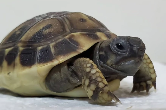 香港 寵物龜 購買