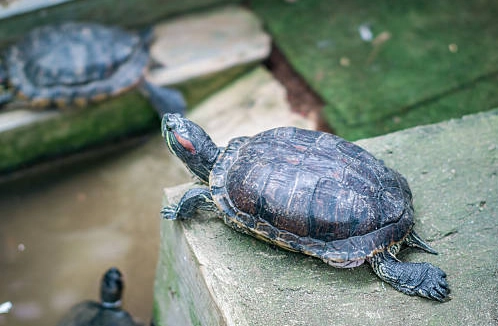 烏龜 一天睡多久