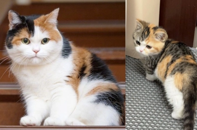 貓咪眼睛顏色遺傳