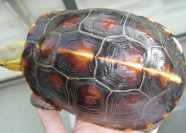 台灣文化體驗 台灣文化體驗