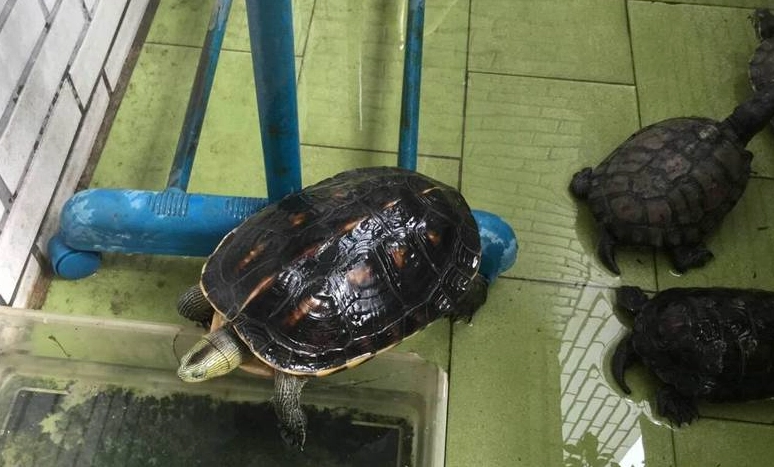 烏龜 一天睡多久