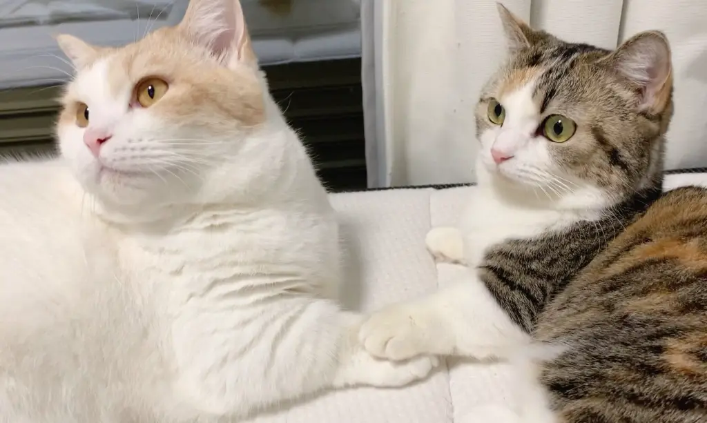 三花貓個性 三花貓個性