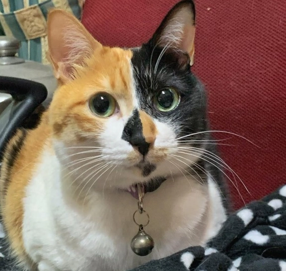 三花貓個性 三花貓個性