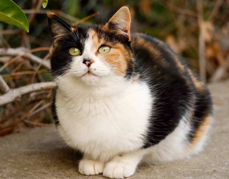 貓咪眼睛顏色遺傳