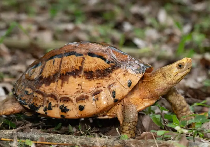 摸龜殼 祈福 摸龜殼 祈福