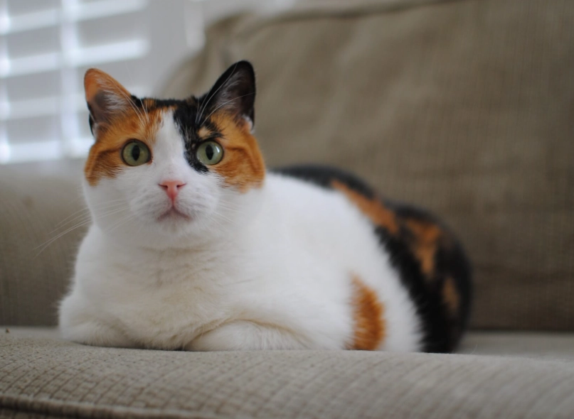 貓咪眼睛顏色遺傳