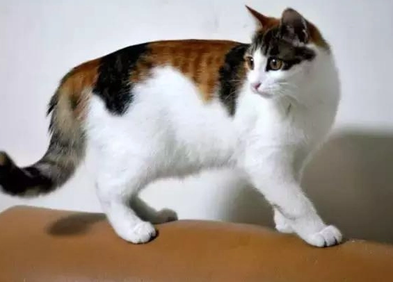 三花貓照顧 三花貓照顧