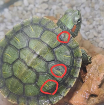 摸龜殼 祈福 摸龜殼 祈福