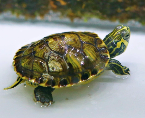 澤龜一天睡多久