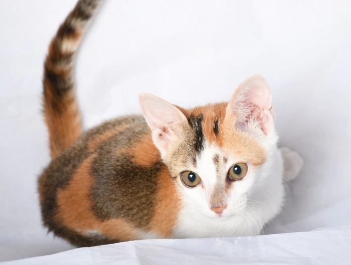 三花貓聰明 三花貓聰明