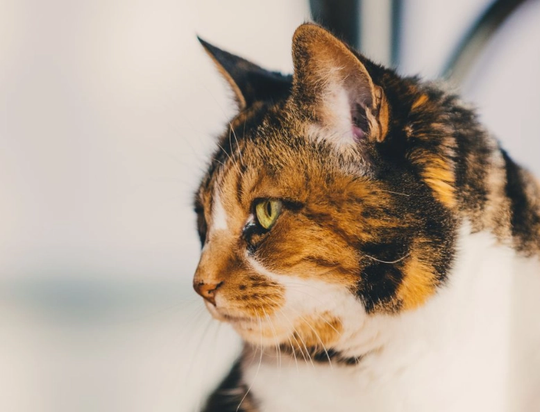三花貓智商 三花貓智商