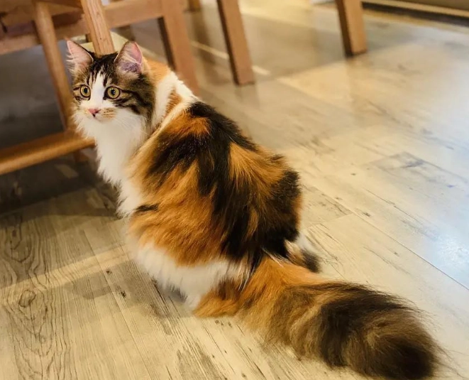 三花貓公貓 三花貓公貓