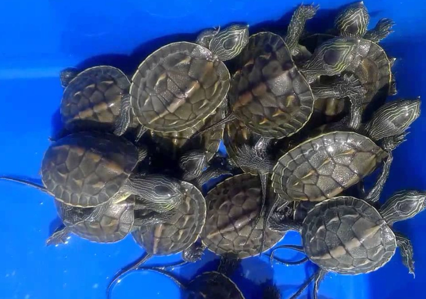 斑龟互动 斑龟互动