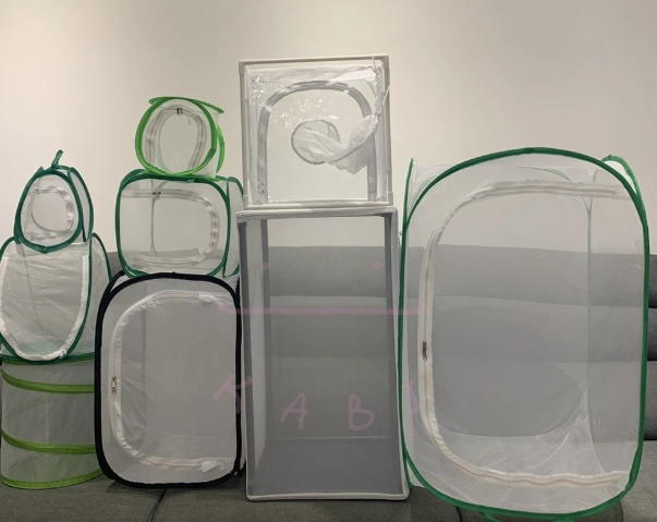 竹節蟲飼養新手