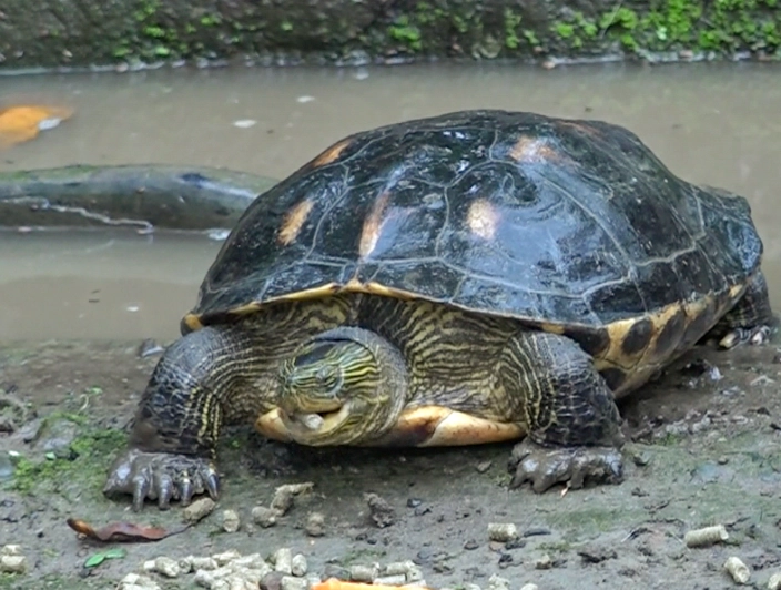 斑龟行为 斑龟行为