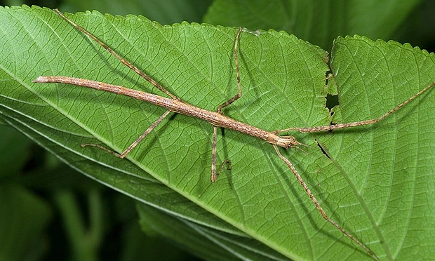 竹節蟲繁殖 竹節蟲繁殖