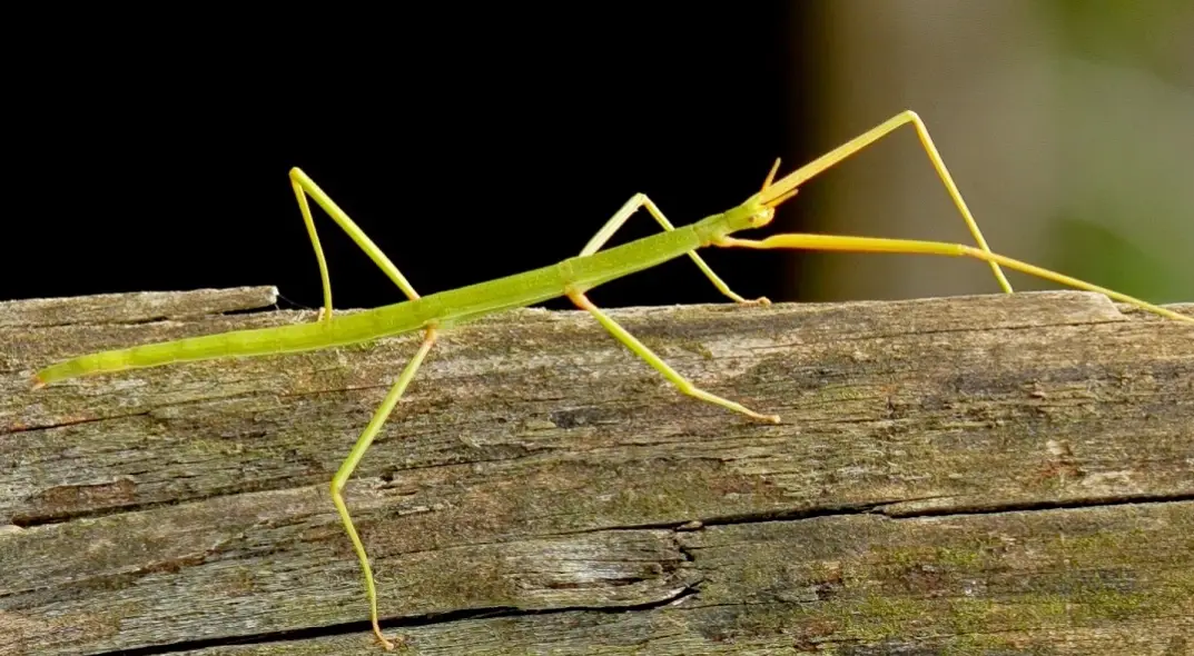 竹節蟲飼養新手