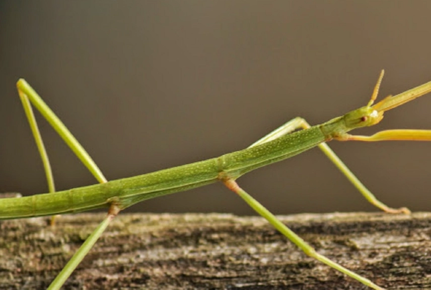 飼養箱環境設定