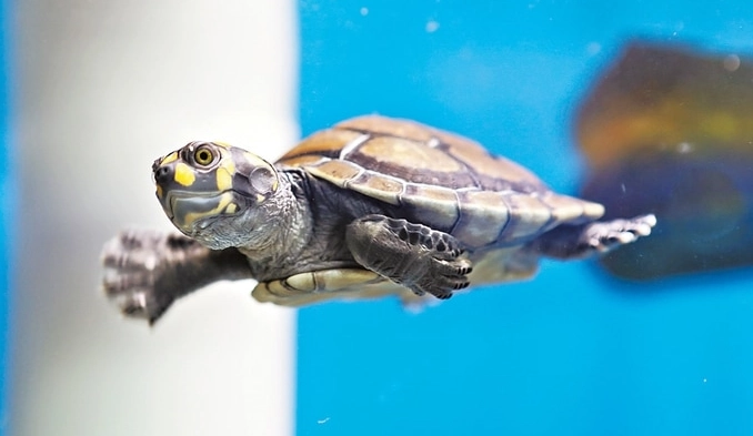 烏龜換水注意事項