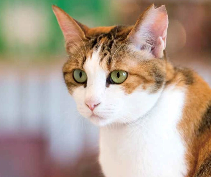 三花貓公貓 三花貓公貓