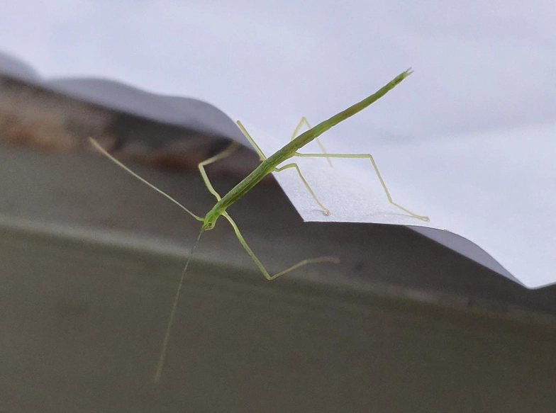棉桿竹節蟲飼養 棉桿竹節蟲飼養