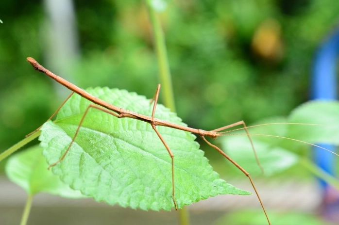 竹節蟲飼養新手