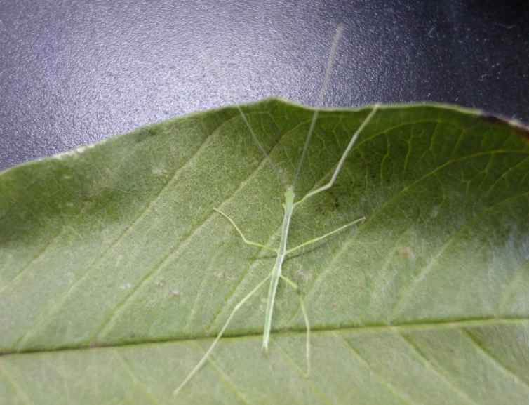 棉桿竹節蟲公母分辨 棉桿竹節蟲公母分辨