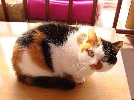 三花貓公貓 三花貓公貓