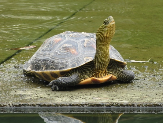 斑龟互动 斑龟互动