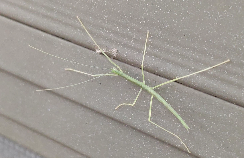 棉桿竹節蟲飼養 棉桿竹節蟲飼養