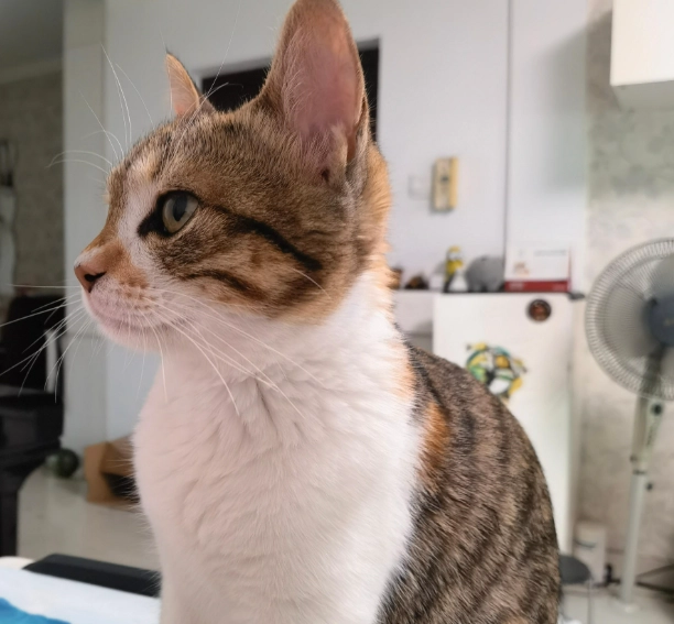 貓遺傳學 貓遺傳學