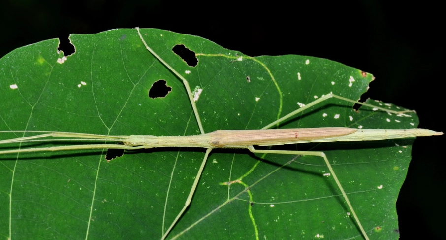 棉桿竹節蟲公母分辨 棉桿竹節蟲公母分辨