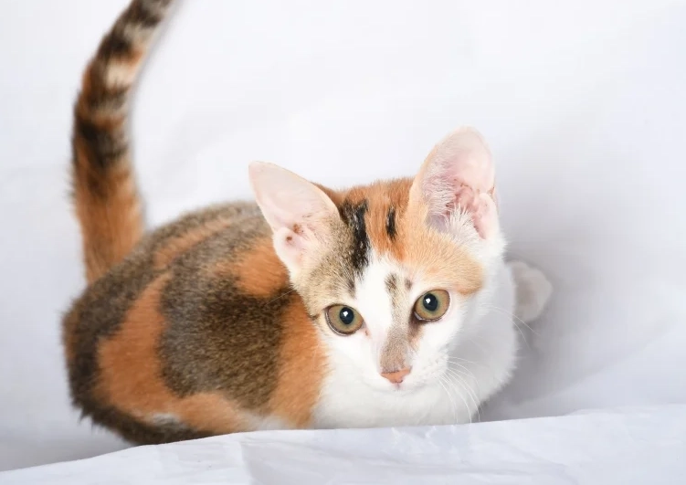 貓遺傳學 貓遺傳學