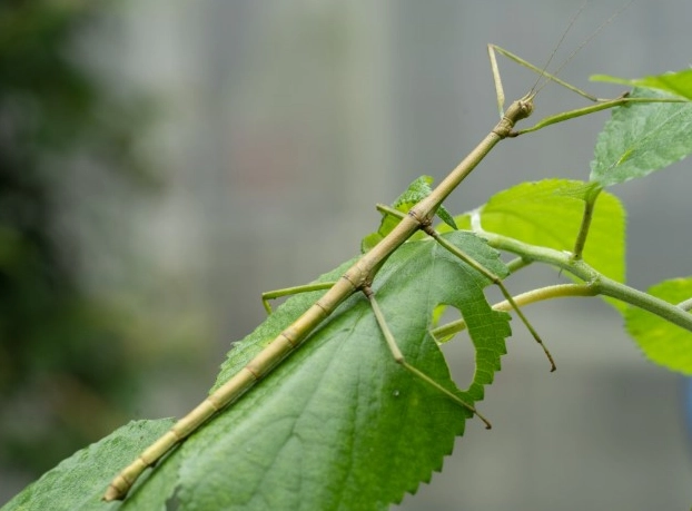 飼養箱環境設定