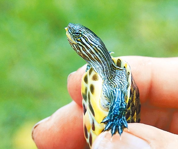 斑龟饲养 斑龟饲养