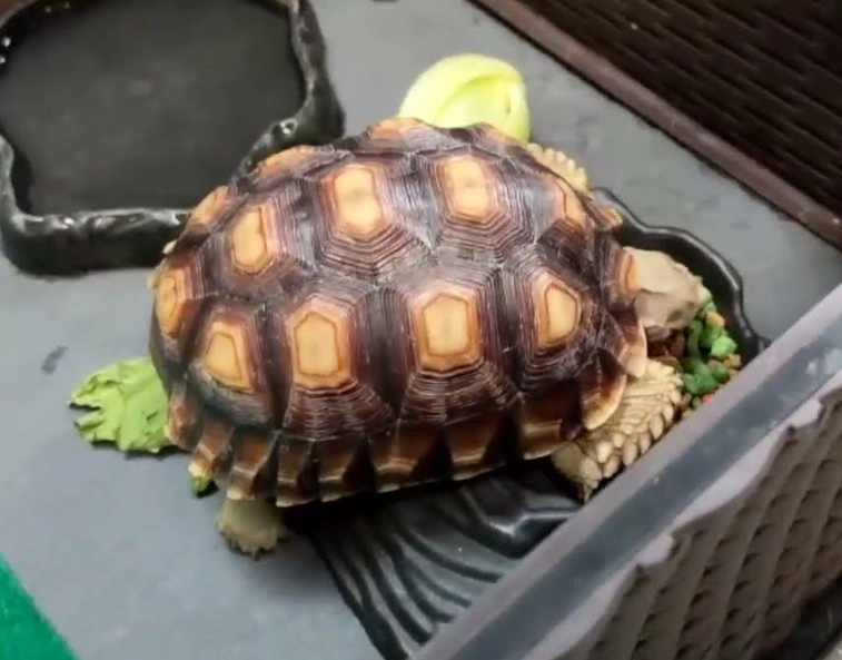 烏龜換水頻率終極指南:新手常犯的3大錯誤與正確換水時機 烏龜換水頻率終極指南:新手常犯的3大錯誤與正確換水時機