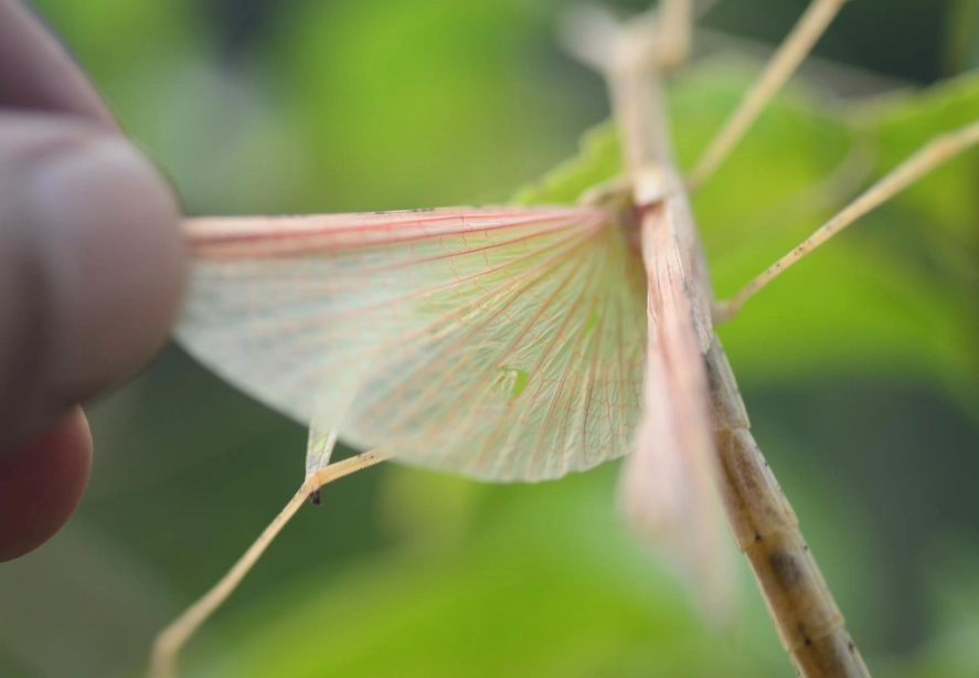 竹節蟲繁殖 竹節蟲繁殖