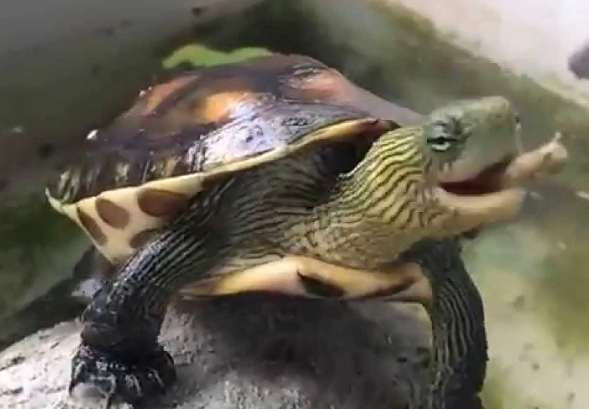 斑龟行为 斑龟行为