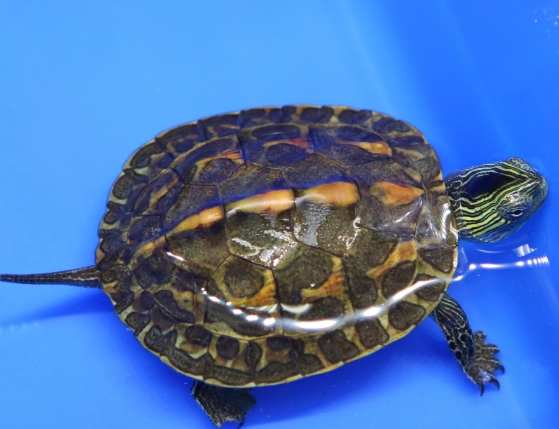 斑龟饲养 斑龟饲养